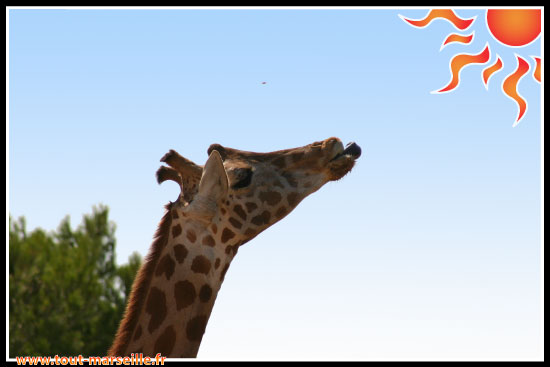 Girafe au zoo La Barben